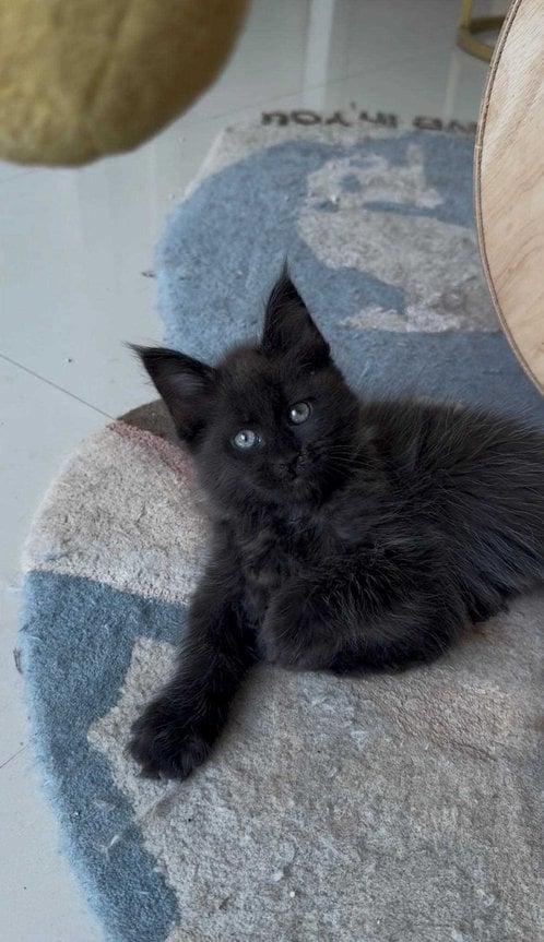 Maine Coon For Sale In Hyderabad