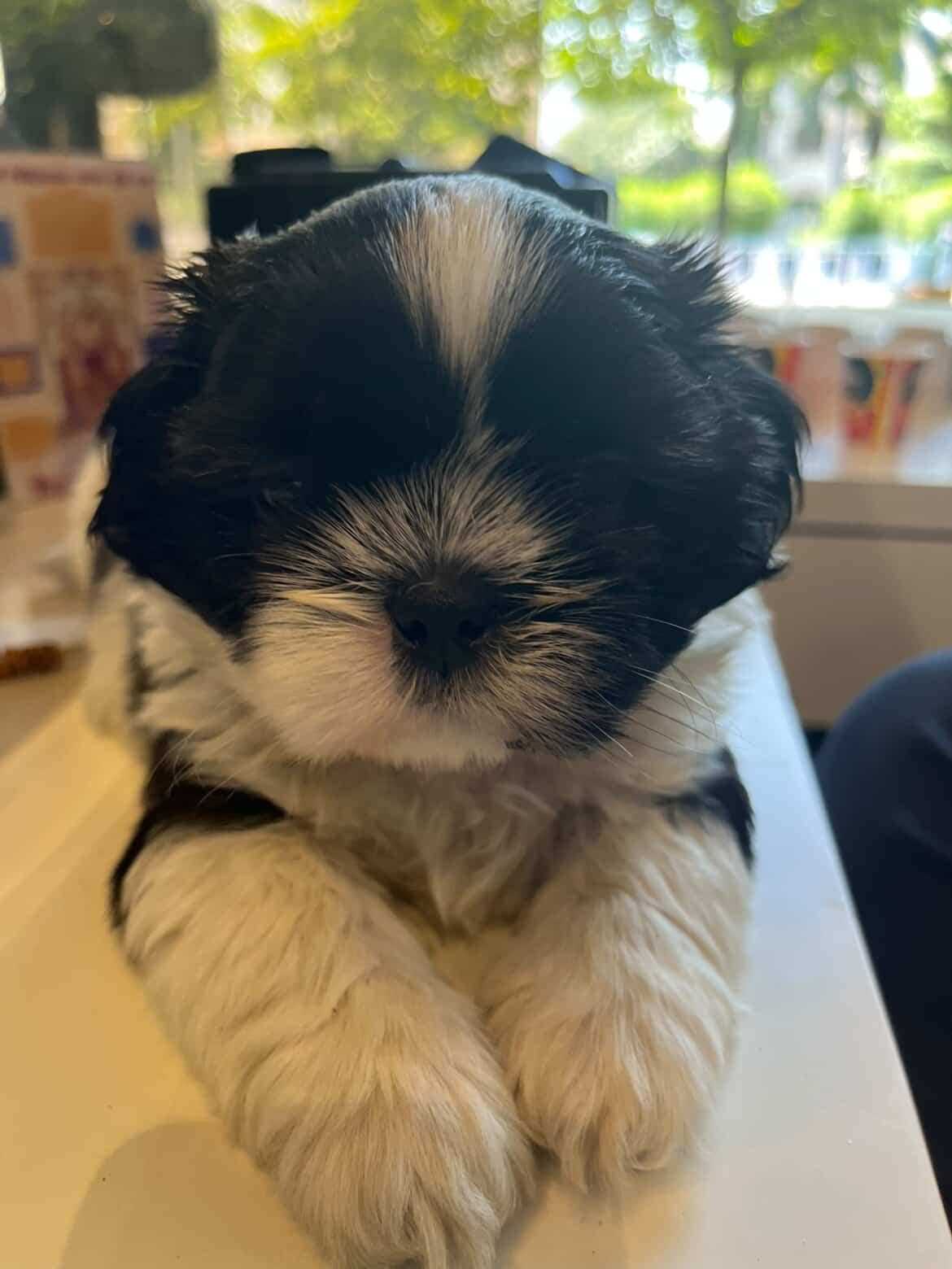 Shih Tzu For Sale In Surat