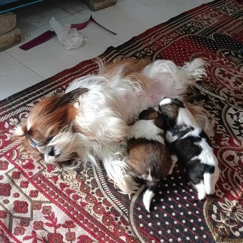 Shih Tzu For Sale In Satna