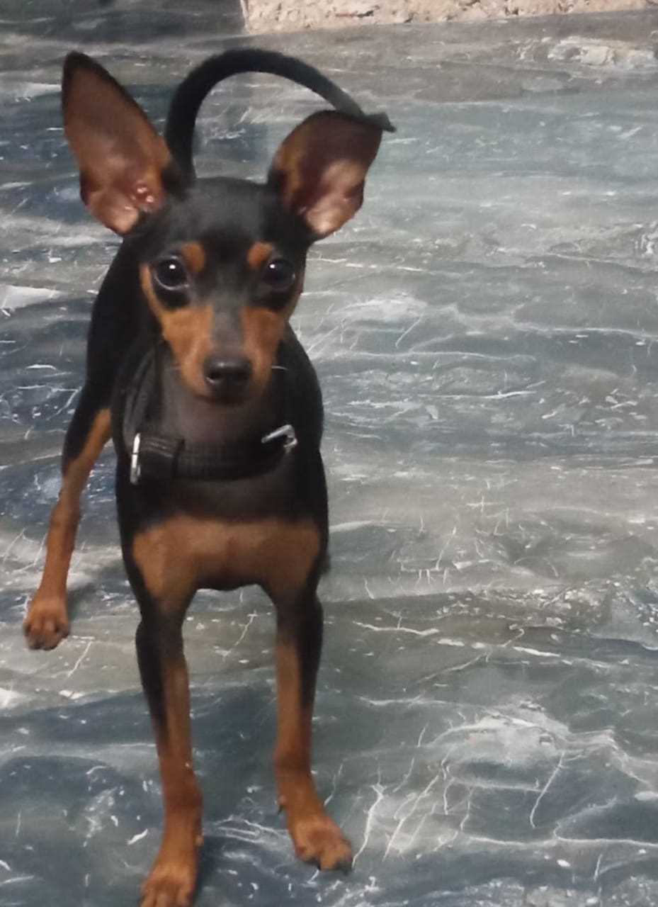 Miniature Pinscher For Sale In Karaikal