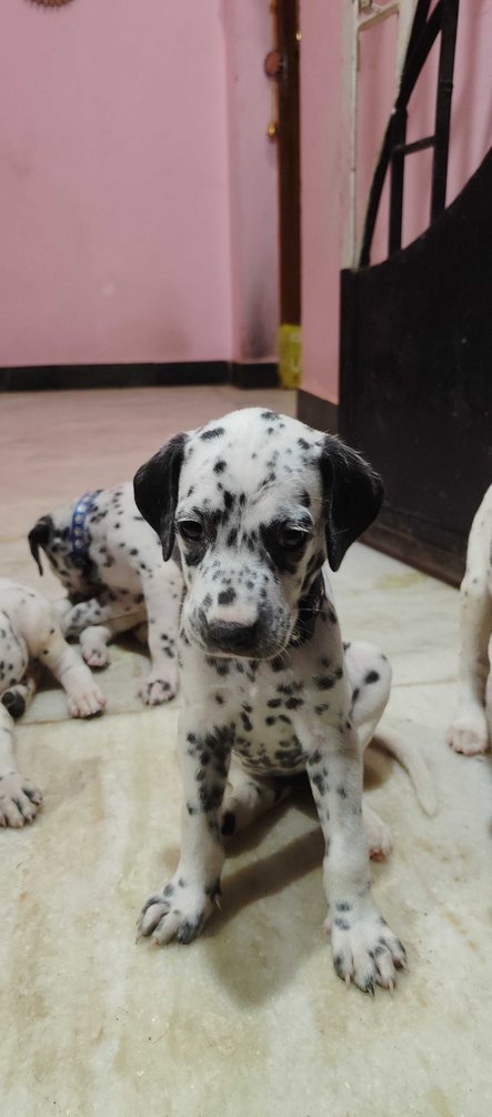 Dalmatian For Sale In Madurai