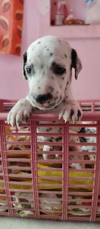 Dalmatian For Sale In Madurai