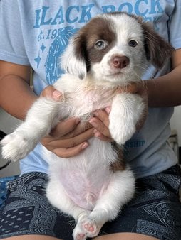 Indian Spitz For Sale In Guwahati