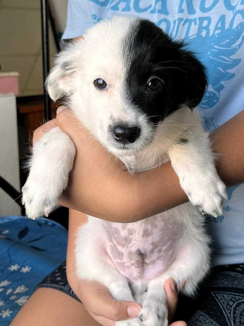 Indian Spitz For Sale In Guwahati