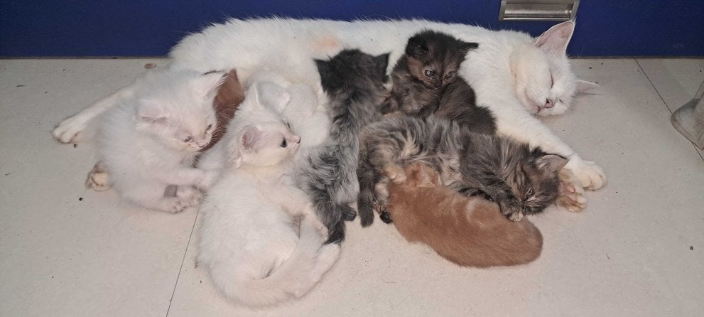 Persian For Sale In Mumbai