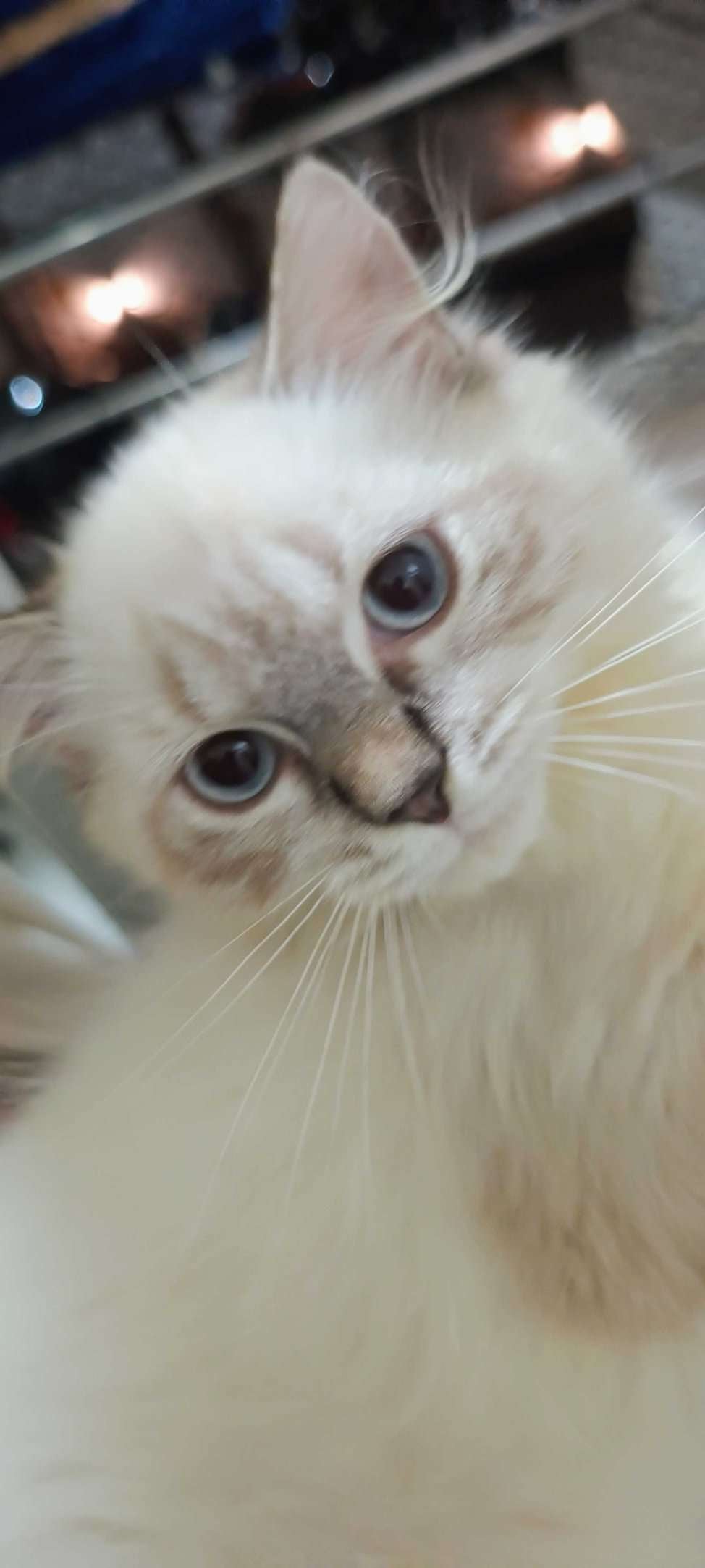 Persian For Sale In Thane