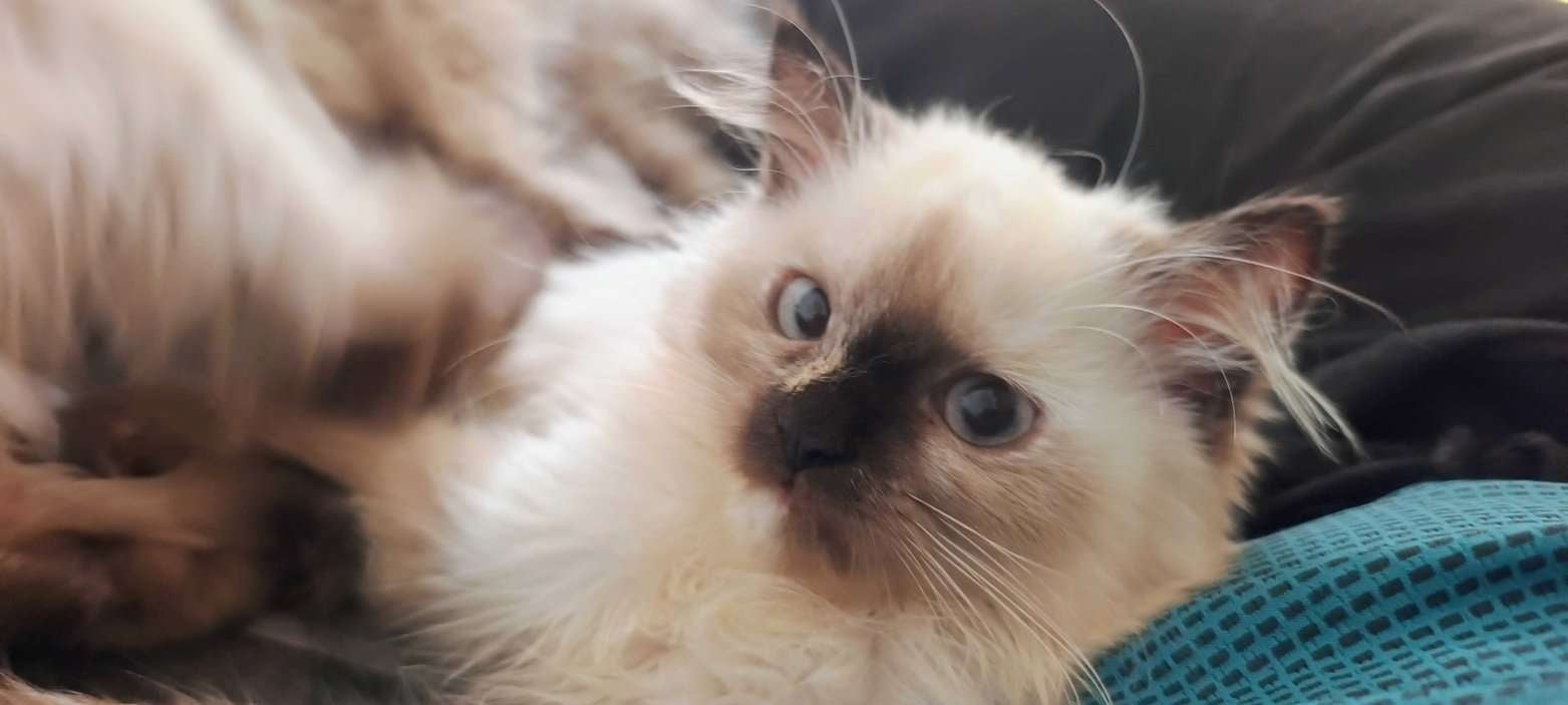 Persian For Sale In Thane