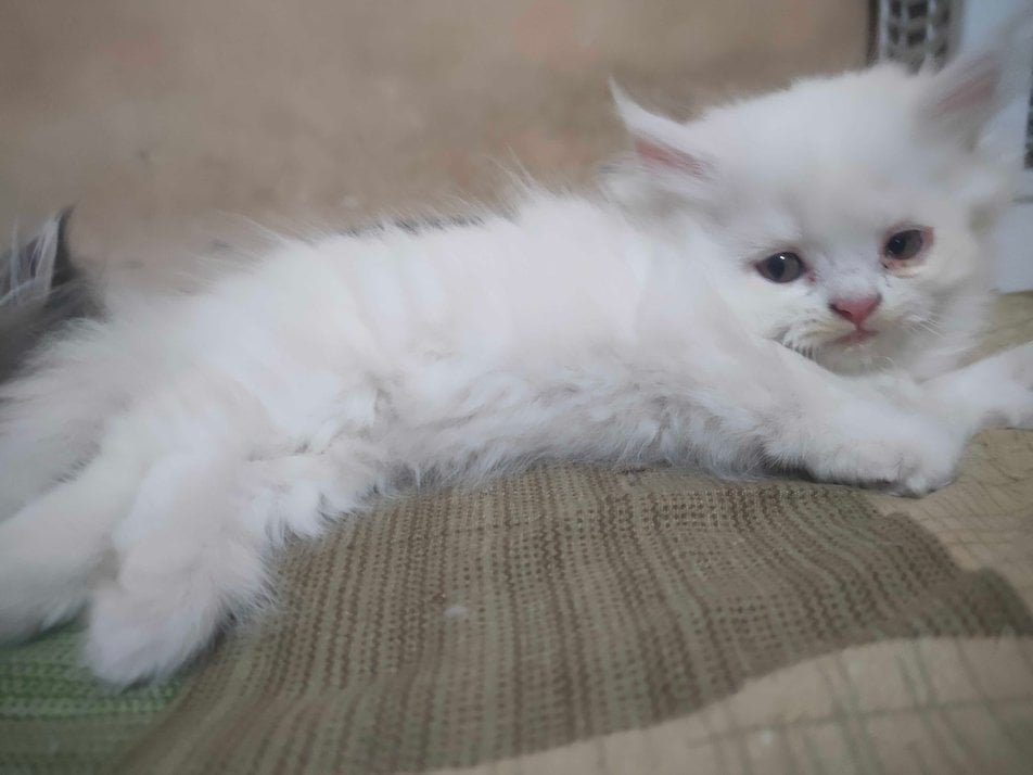 Persian For Sale In Jaipur