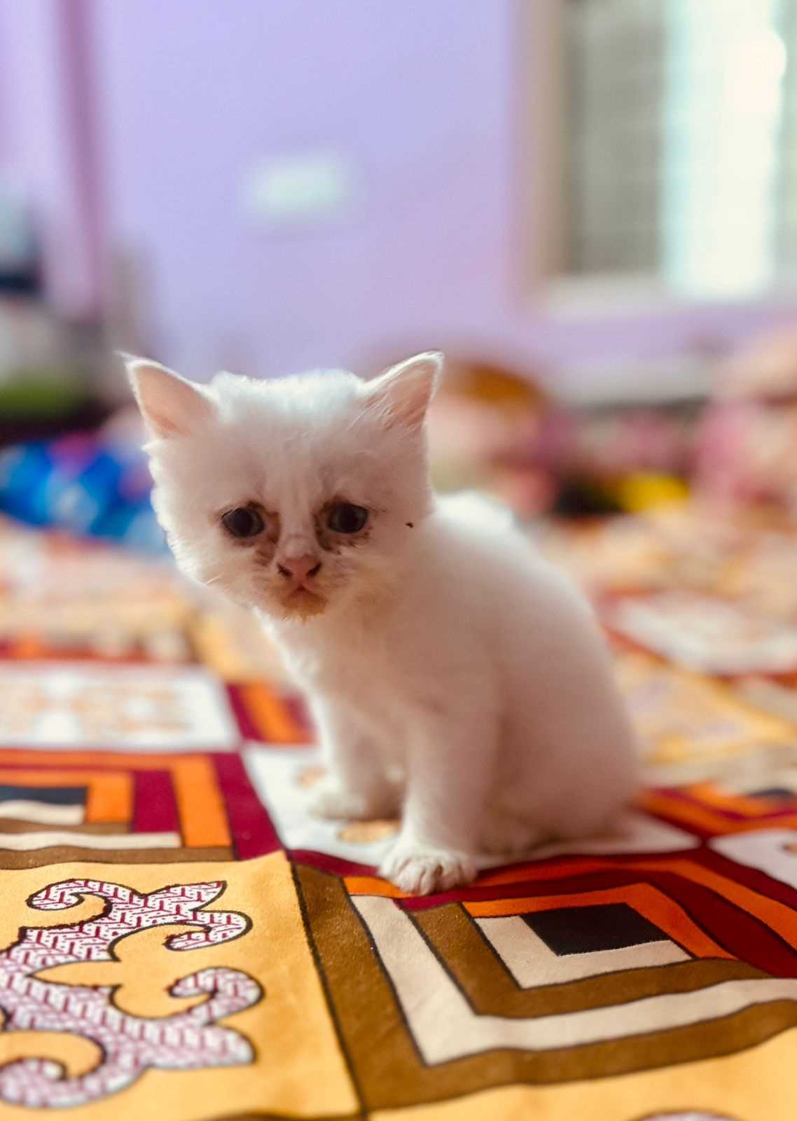 Persian For Sale In Visakhapatnam