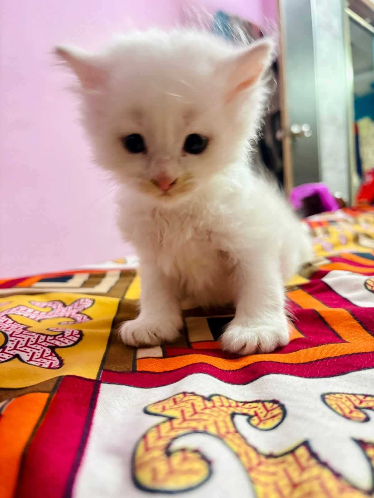 Persian For Sale In Visakhapatnam
