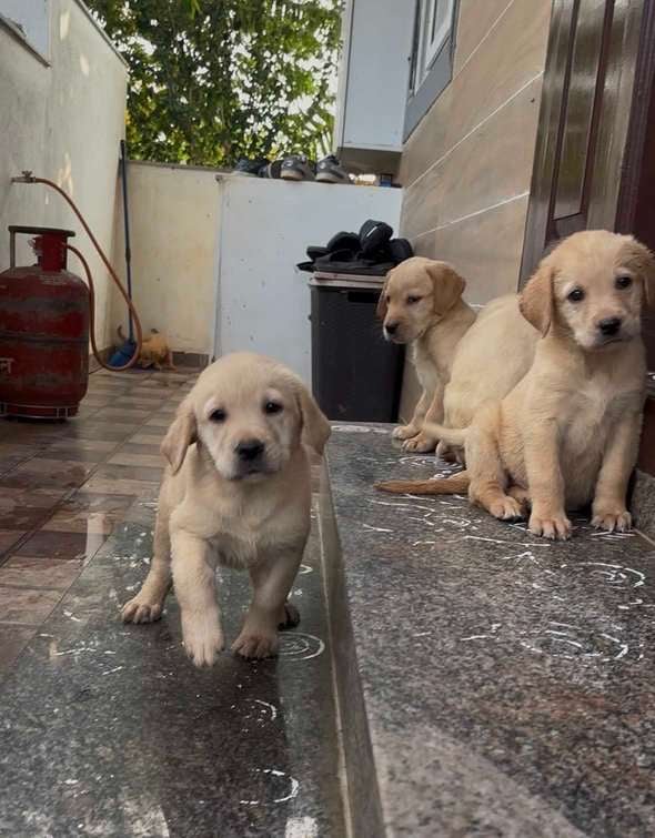 Labrador Retriever For Sale In Bangalore