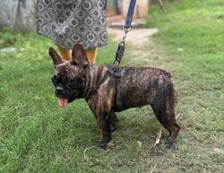 French Bulldog For Sale In Ahmedabad