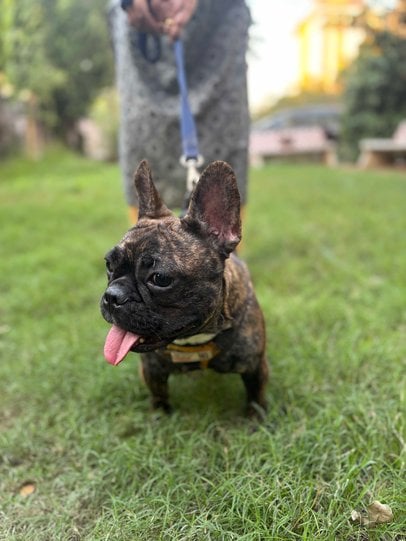 French Bulldog For Sale In Ahmedabad