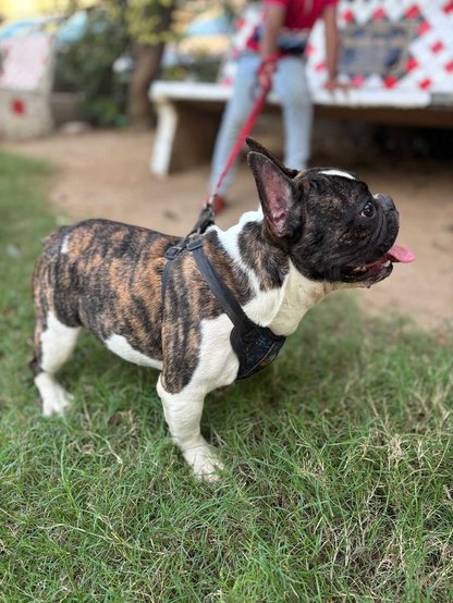 French Bulldog For Sale In Ahmedabad