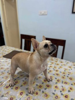 French Bulldog For Sale In Ahmedabad