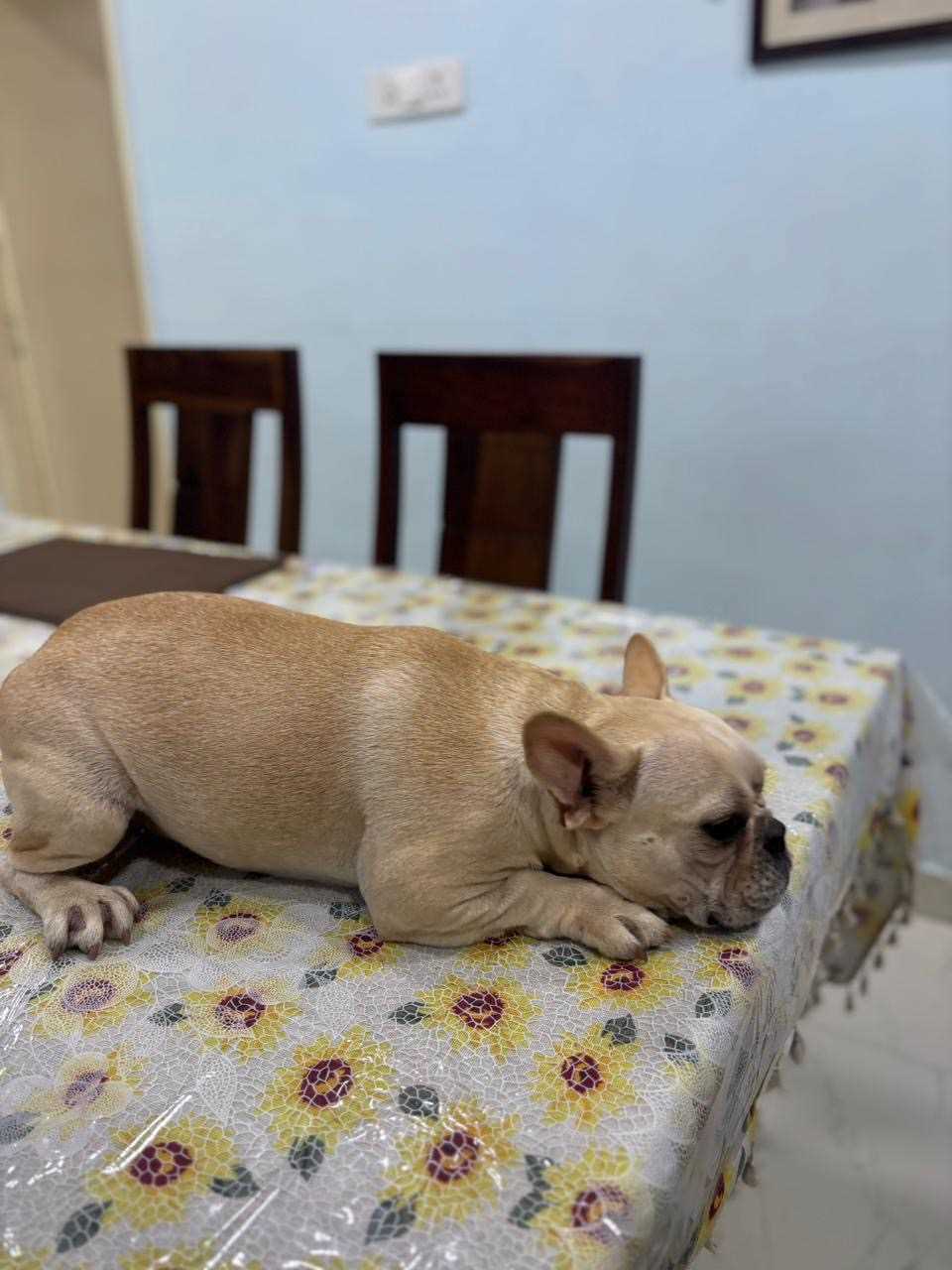 French Bulldog For Sale In Ahmedabad