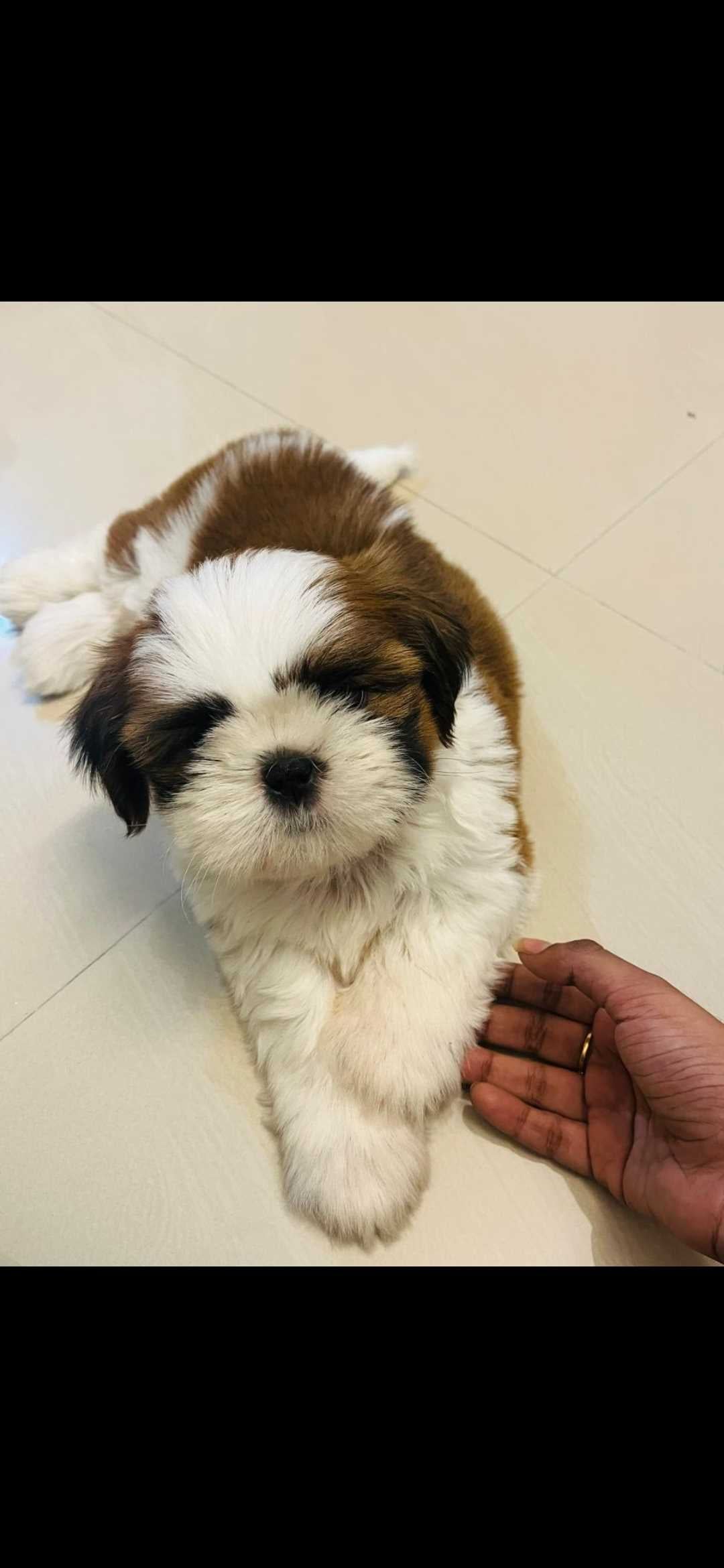 Shih Tzu For Sale In Chennai
