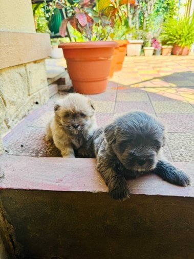 Lhasa Apso For Sale In Pune