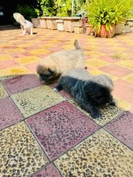 Lhasa Apso For Sale In Pune