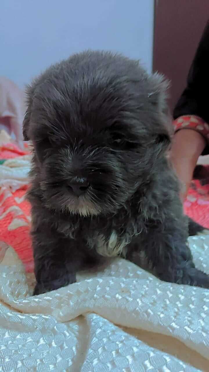Lhasa Apso For Sale In Pune