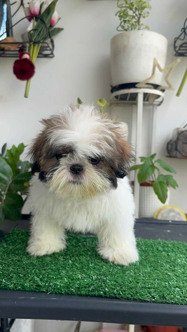 Shih Tzu For Sale In Chennai