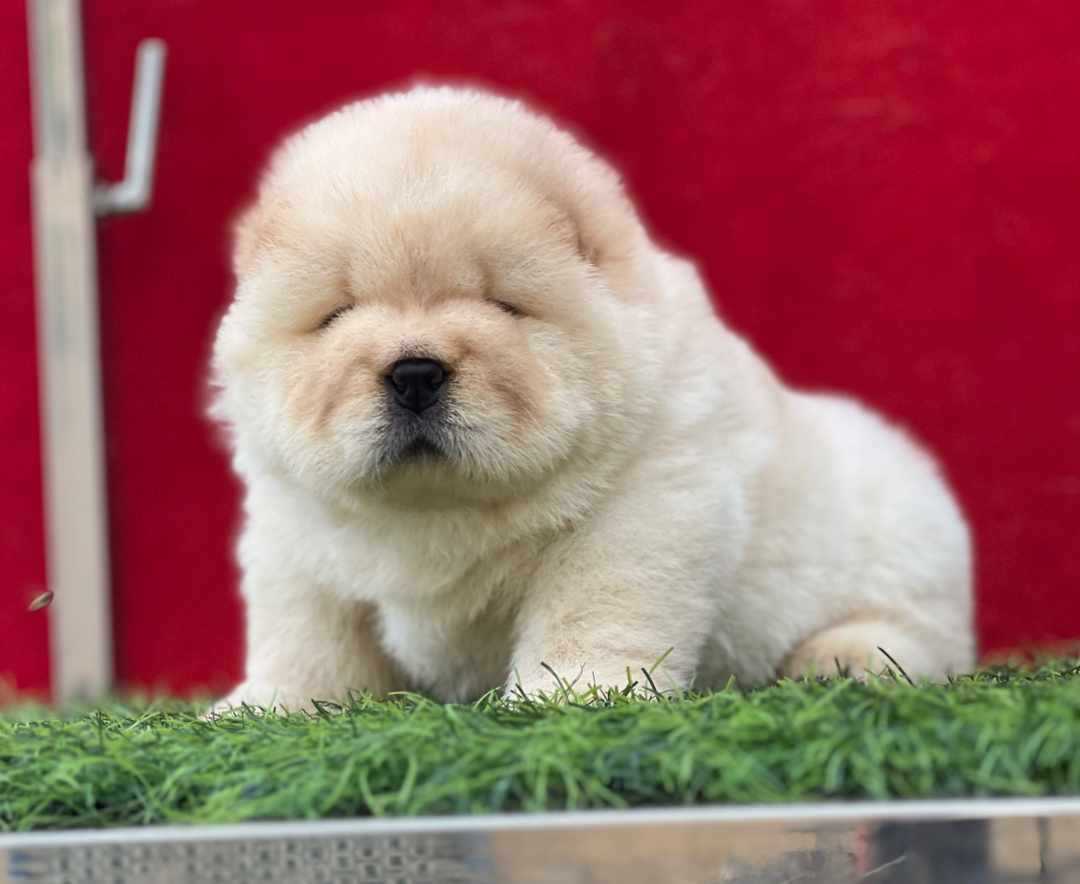 Chow Chow For Sale In Ludhiana