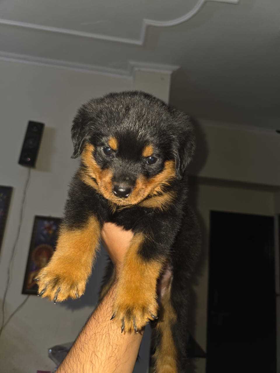 Rottweiler For Sale In Noida