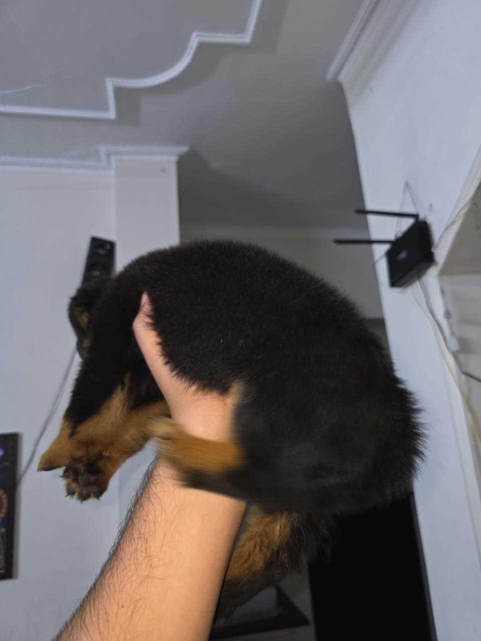 Rottweiler For Sale In Noida