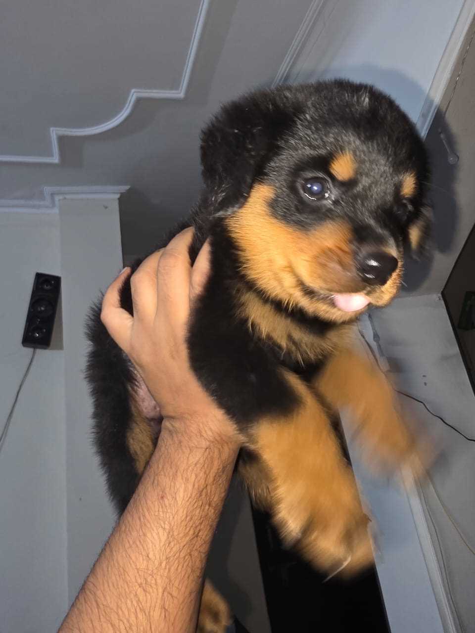 Rottweiler For Sale In Noida