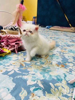 Persian For Sale In Nagpur