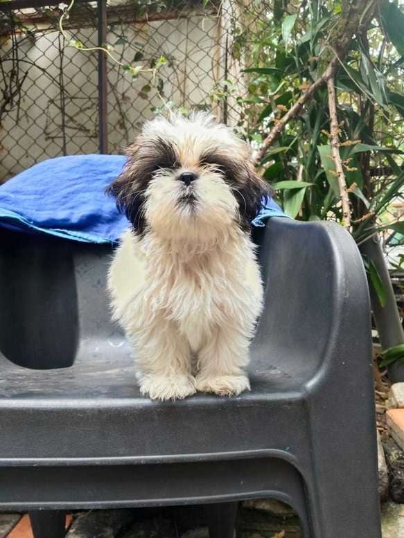 Shih Tzu For Sale In Pune