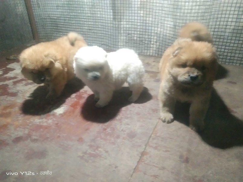 Chow Chow For Sale In Chandigarh