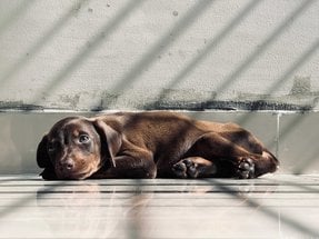 Doberman For Sale In Bangalore