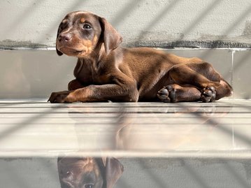 Doberman For Sale In Bangalore