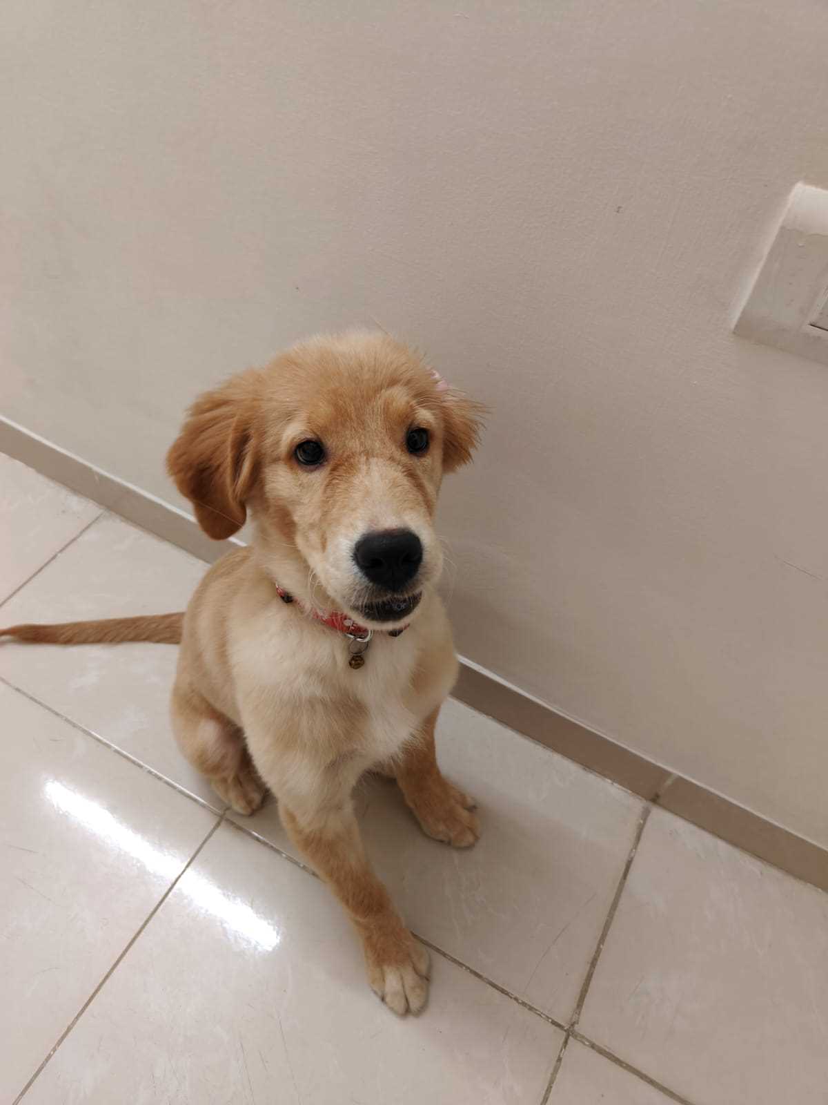 Golden Retriever For Sale In Coimbatore