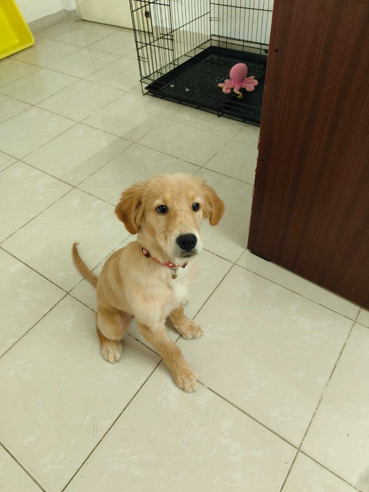 Golden Retriever For Sale In Coimbatore