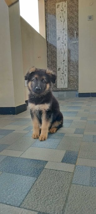German Shepherd For Sale In Coimbatore