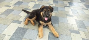 German Shepherd For Sale In Coimbatore