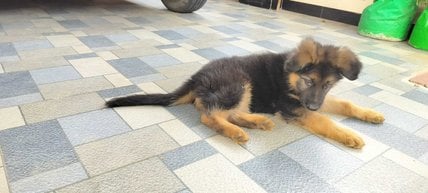 German Shepherd For Sale In Coimbatore
