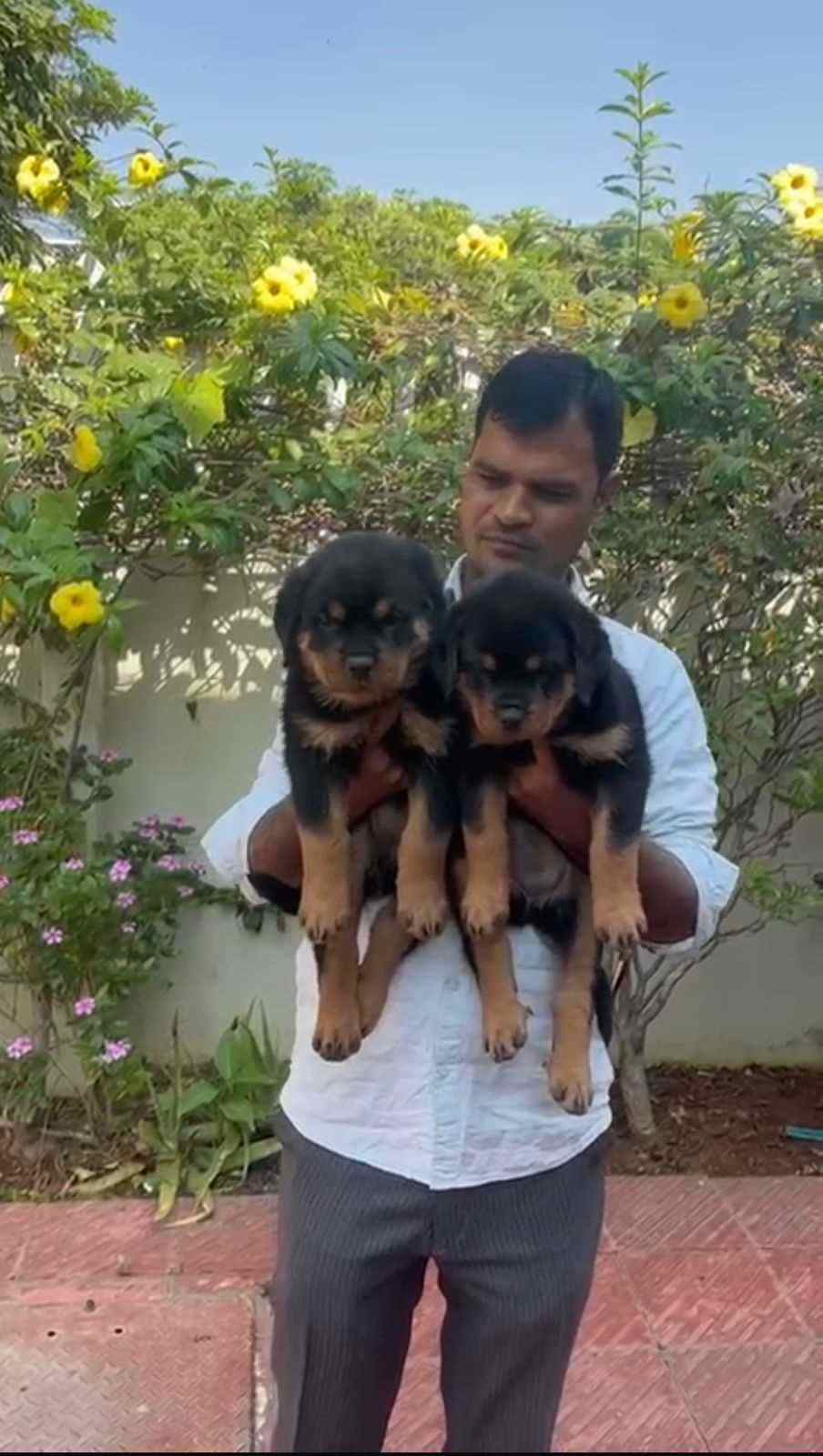 Rottweiler For Sale In Secunderabad