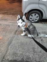 Siberian Husky For Sale In Bangalore