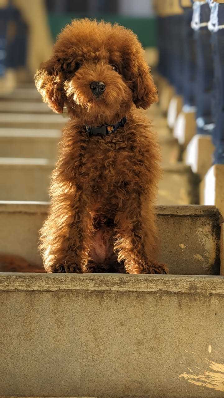 Miniature poodle For Sale In Hyderabad