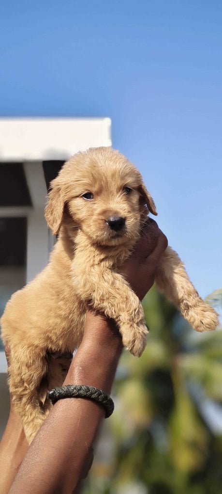 Golden Retriever For Sale In Hyderabad