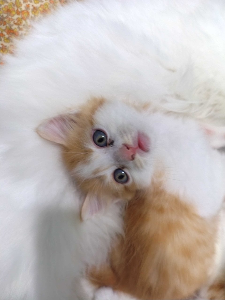 Persian For Sale In Delhi