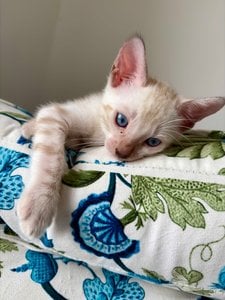 Bengal For Sale In Nagpur