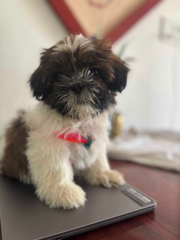 Shih Tzu For Sale In Bangalore