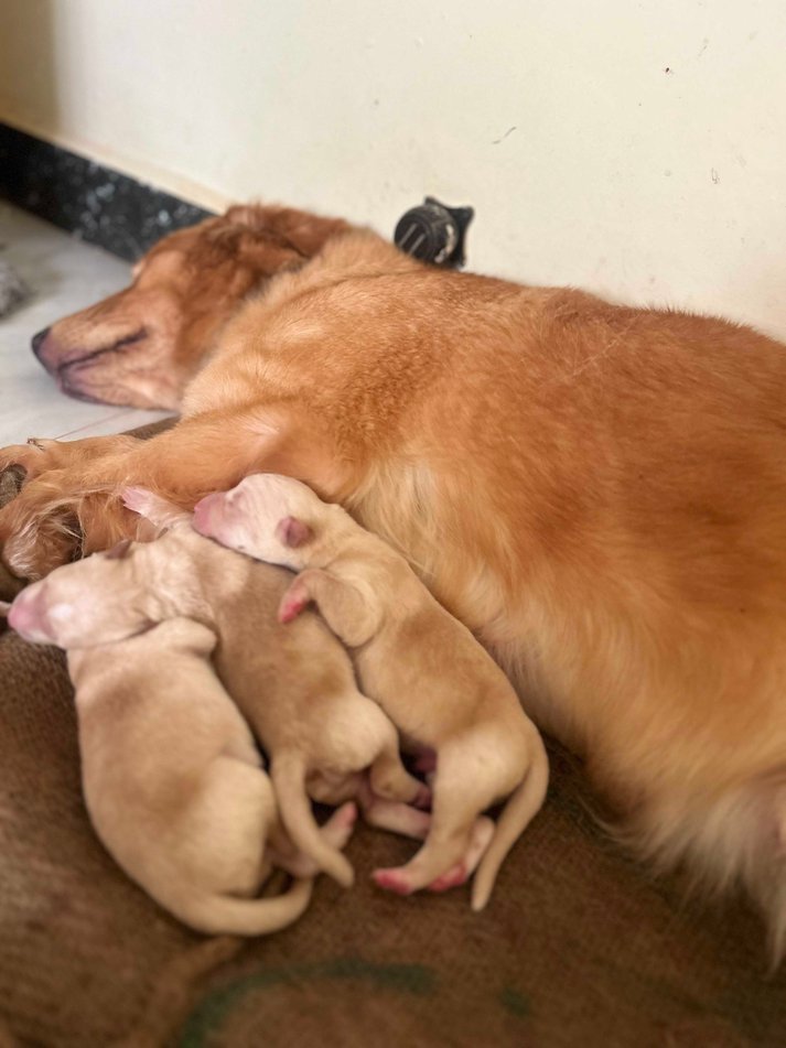 Golden Retriever For Sale In Marmagao