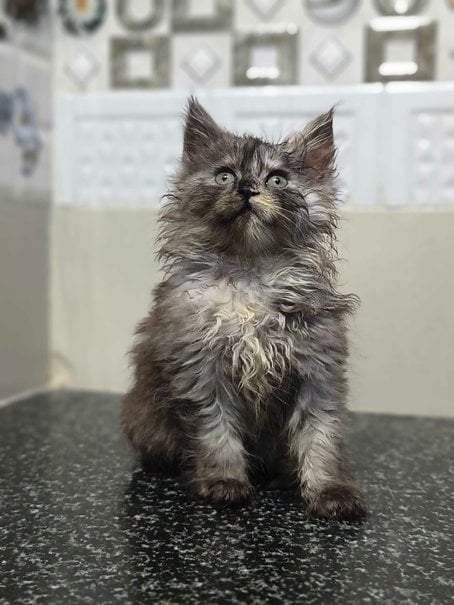 Maine Coon For Sale In Bangalore