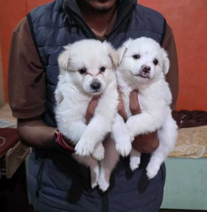Indian Spitz For Sale In Pune