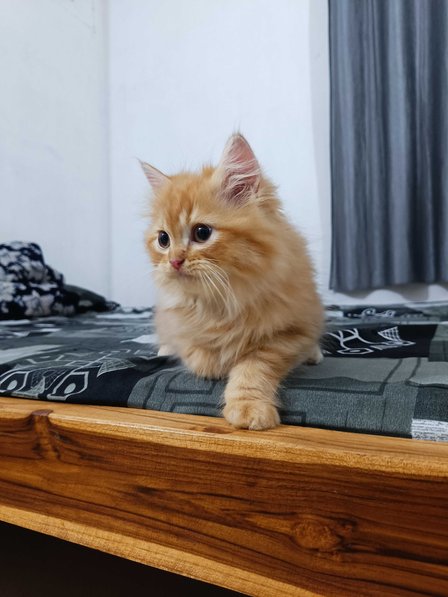 Persian For Sale In Dimapur